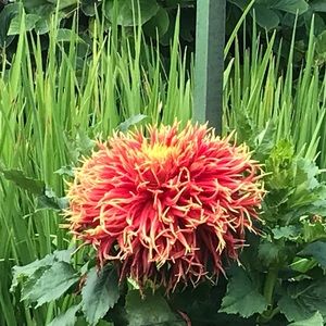 Meet your Posher, Xavier